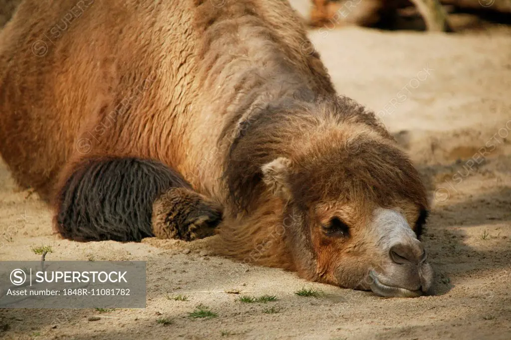 Bactrian Camel (Camelus ferus), resting in the sand