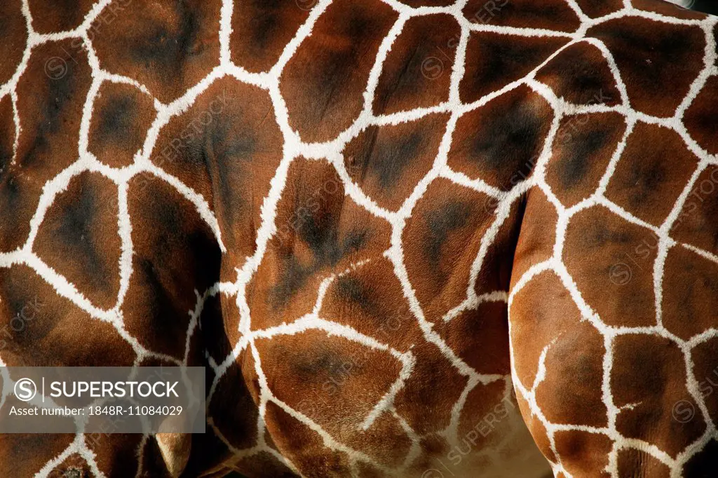 Reticulated Giraffe (Giraffa camelopardalis reticulata), fur, detail, captive