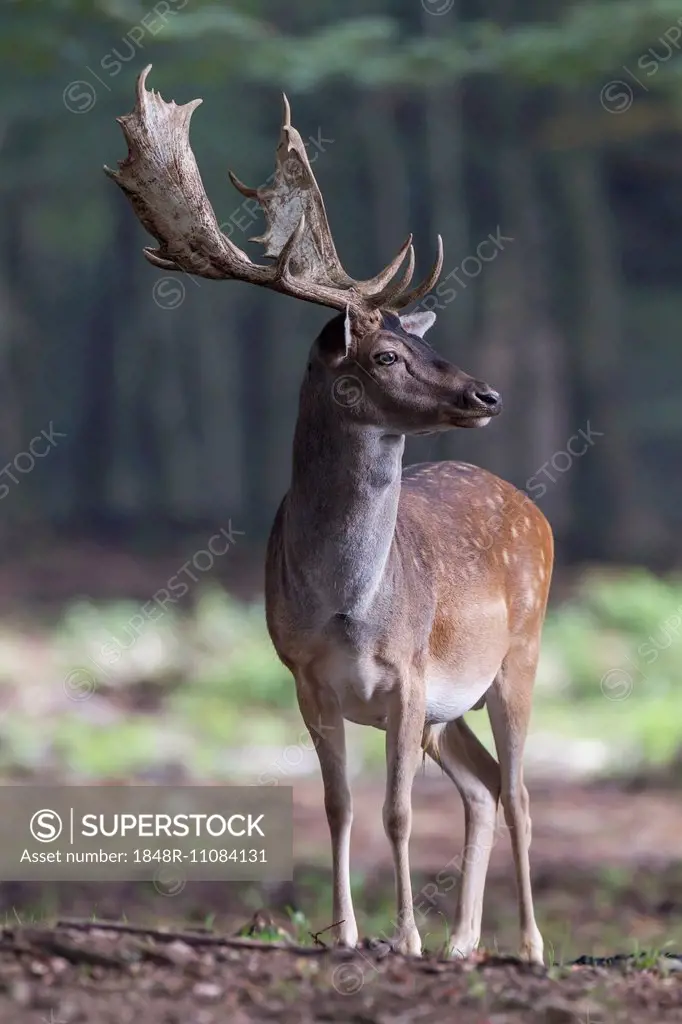 Fallow Deer (Dama dama), buck, captive, Vulkaneifel, Eifel, Rhineland-Palatinate, Germany