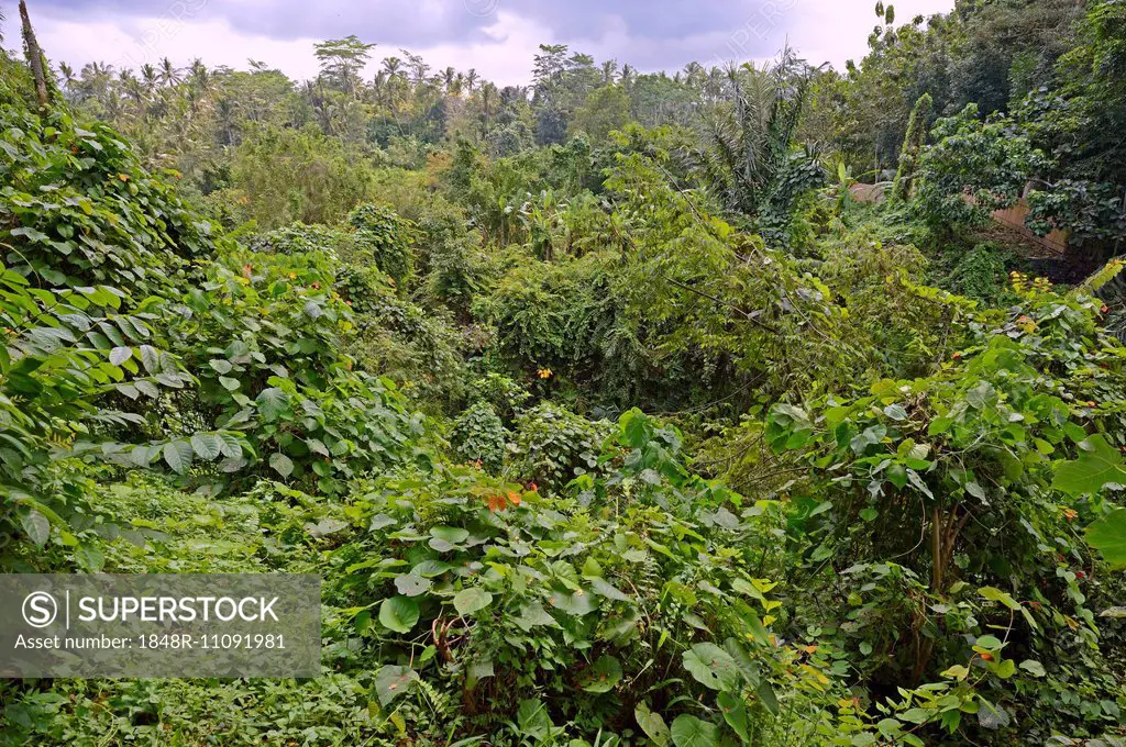 Rain forest in Ubud Monkey Forest, Ubud, Bali, Indonesia