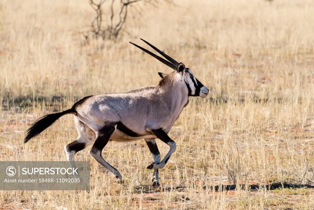 Gemsbok (Oryx gazella), Kalahari Desert, Namibia