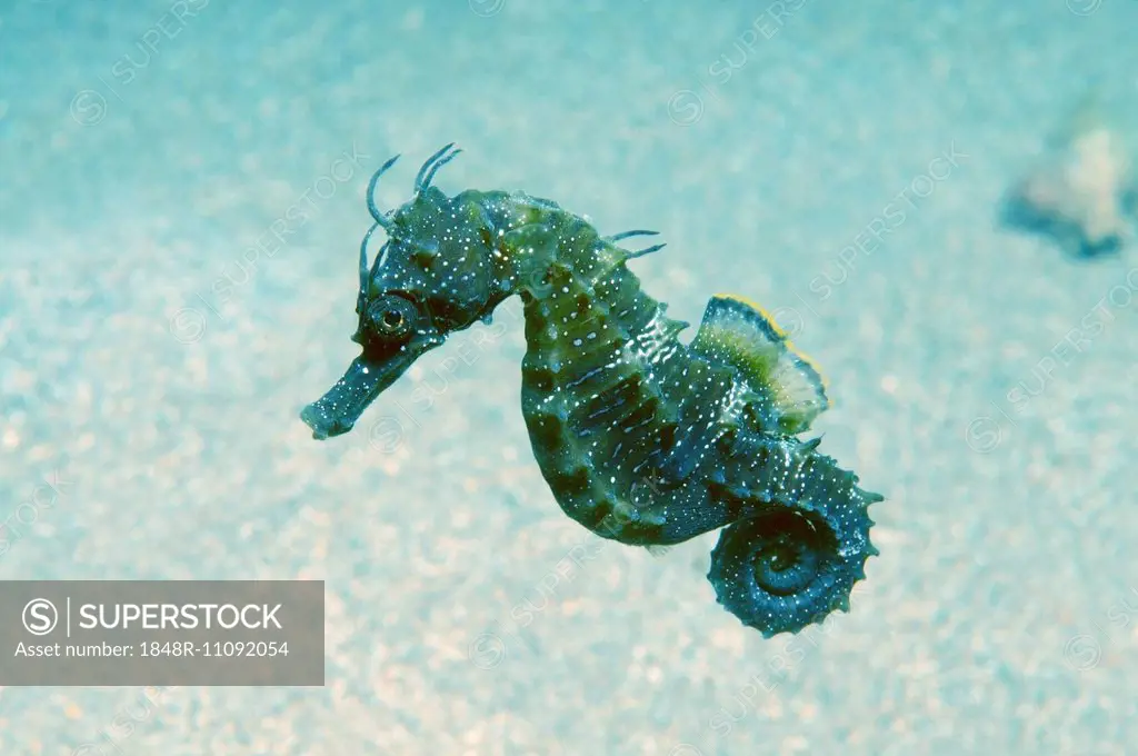 Short-snouted Seahorse (Hippocampus hippocampus), Black Sea, Crimea, Russia