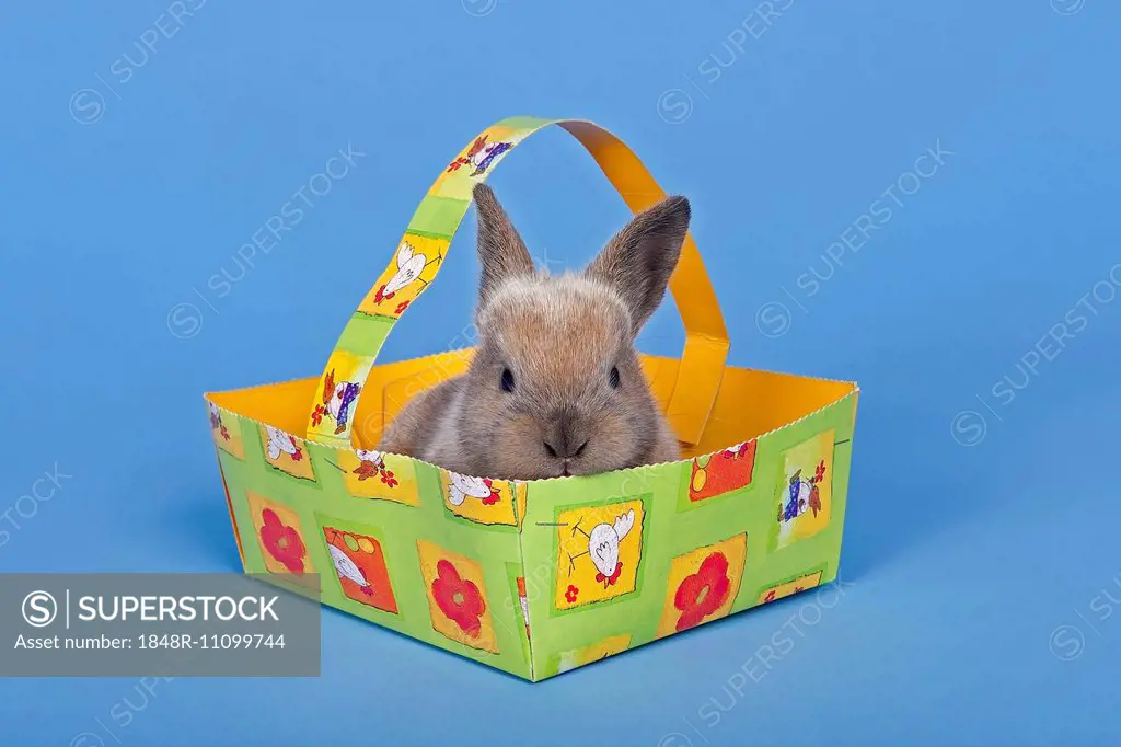 Pet rabbit in an Easter basket