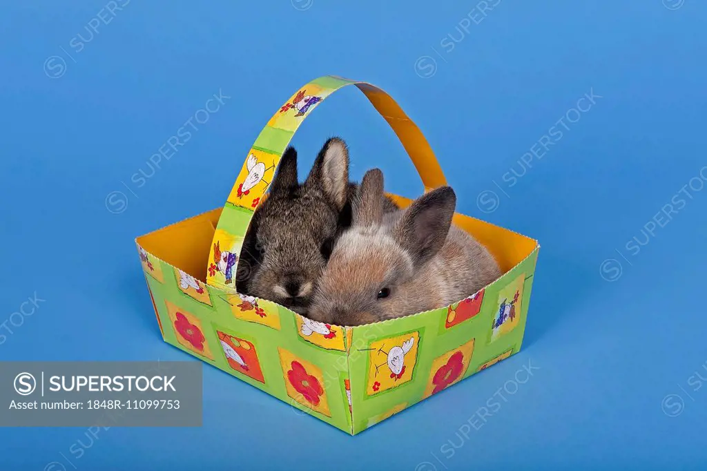 Two pet rabbits in an Easter basket