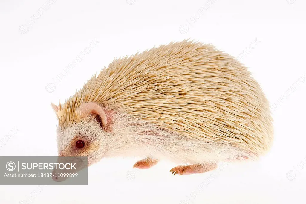 Four-toed Hedgehog or African Pygmy Hedgehog (Atelerix albiventris), albino