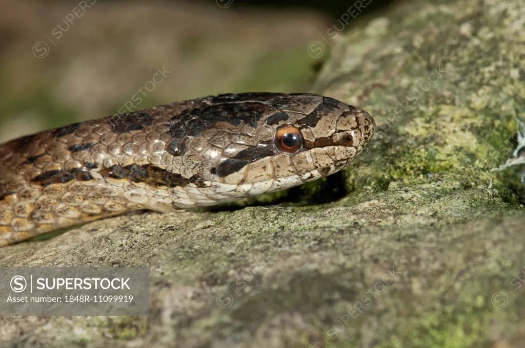 Smooth snake (Coronella austriaca), Baden-Württemberg, Germany