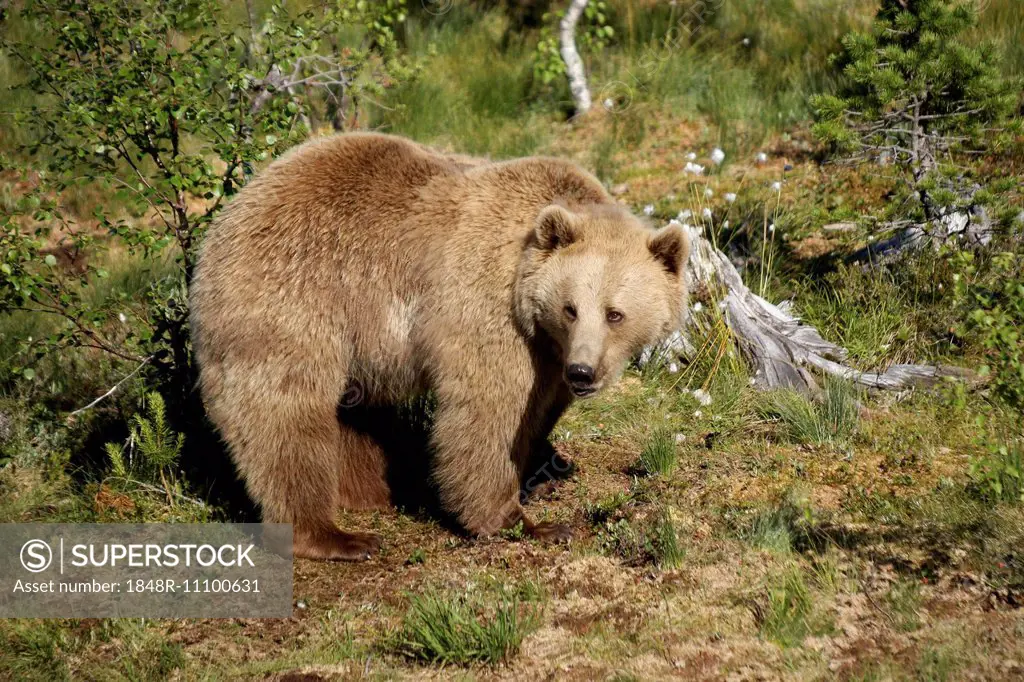 European brown bear (Ursus arctos) captive, Norway