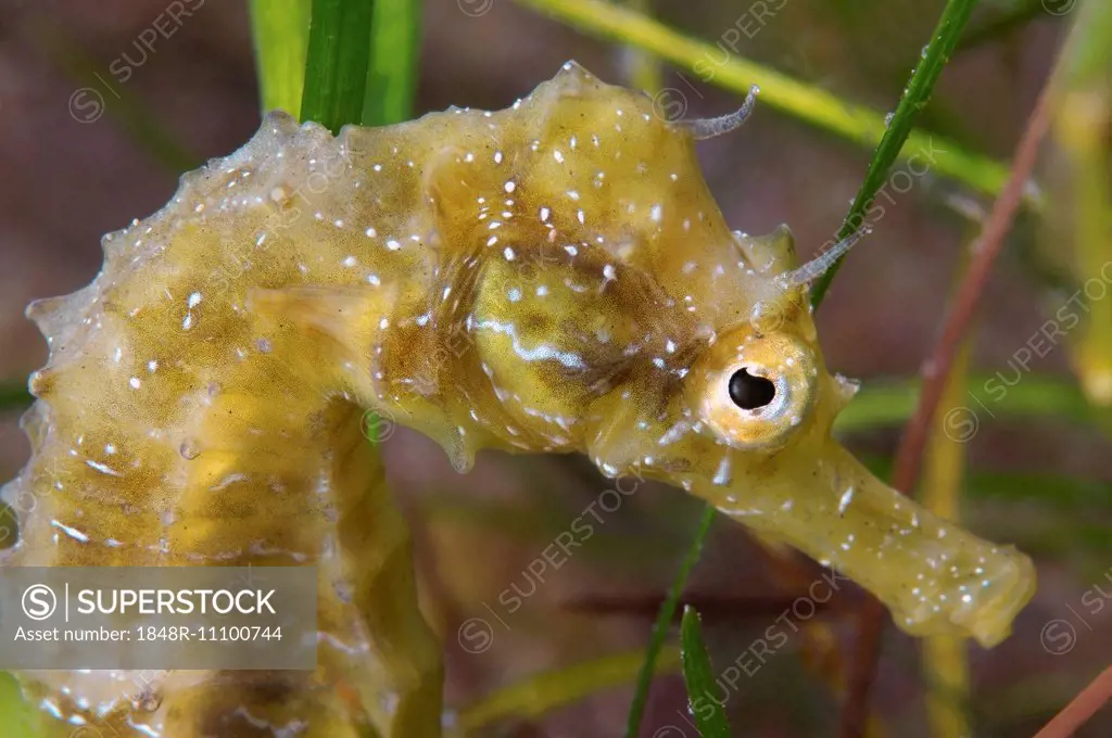 Short-snouted Seahorse (Hippocampus hippocampus), Black Sea, Crimea, Russia