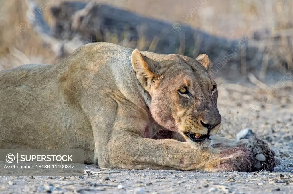 Lioness (Panthera leo) growling while lying down, Etosha National Park, Namibia