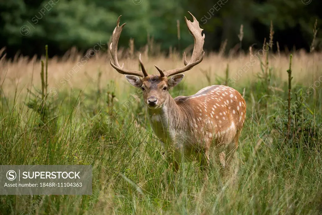 Fallow Deer (Dama dama), captive, Saxony, Germany