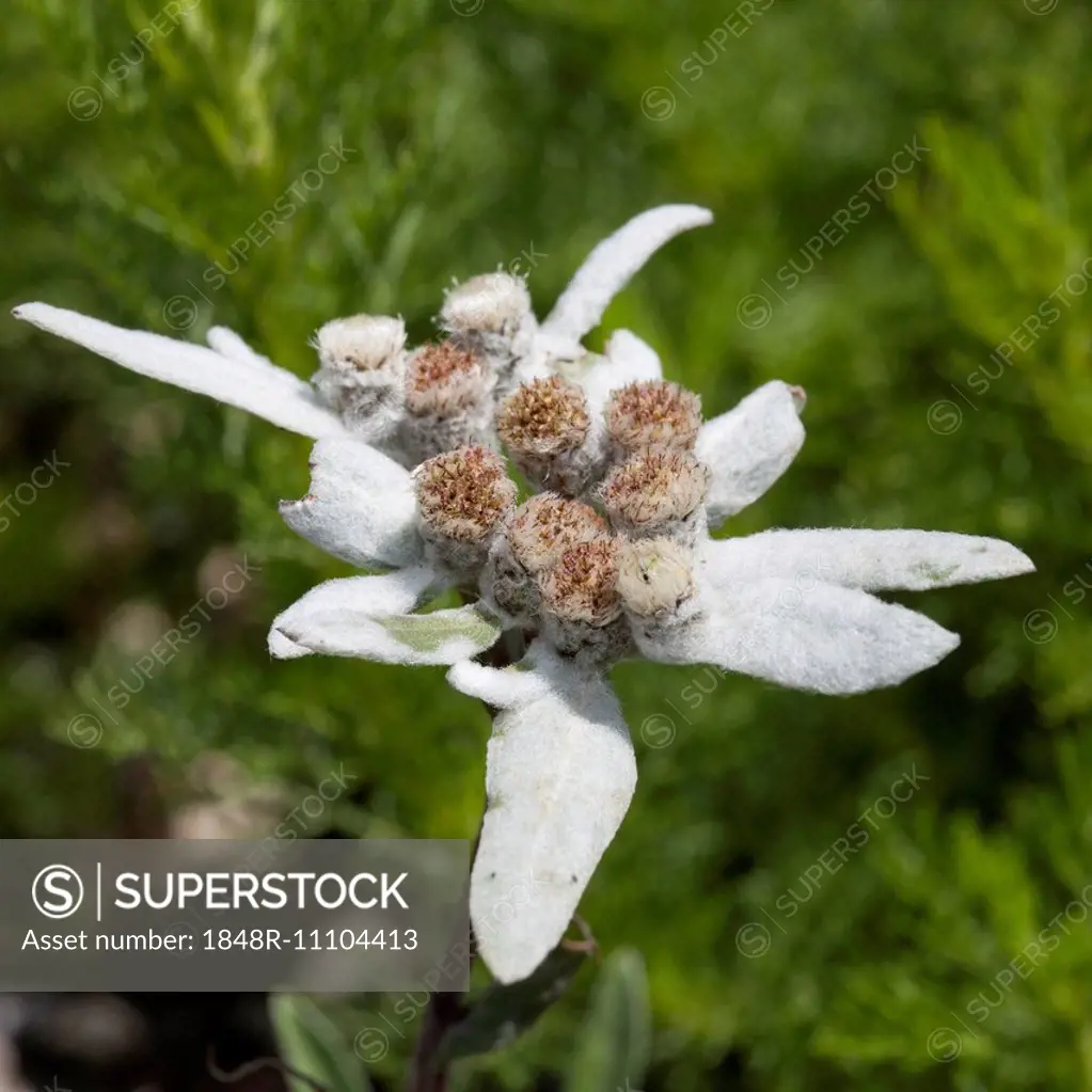 Edelweiss (Leontopodium alpinum), North Rhine-Westphalia, Germany