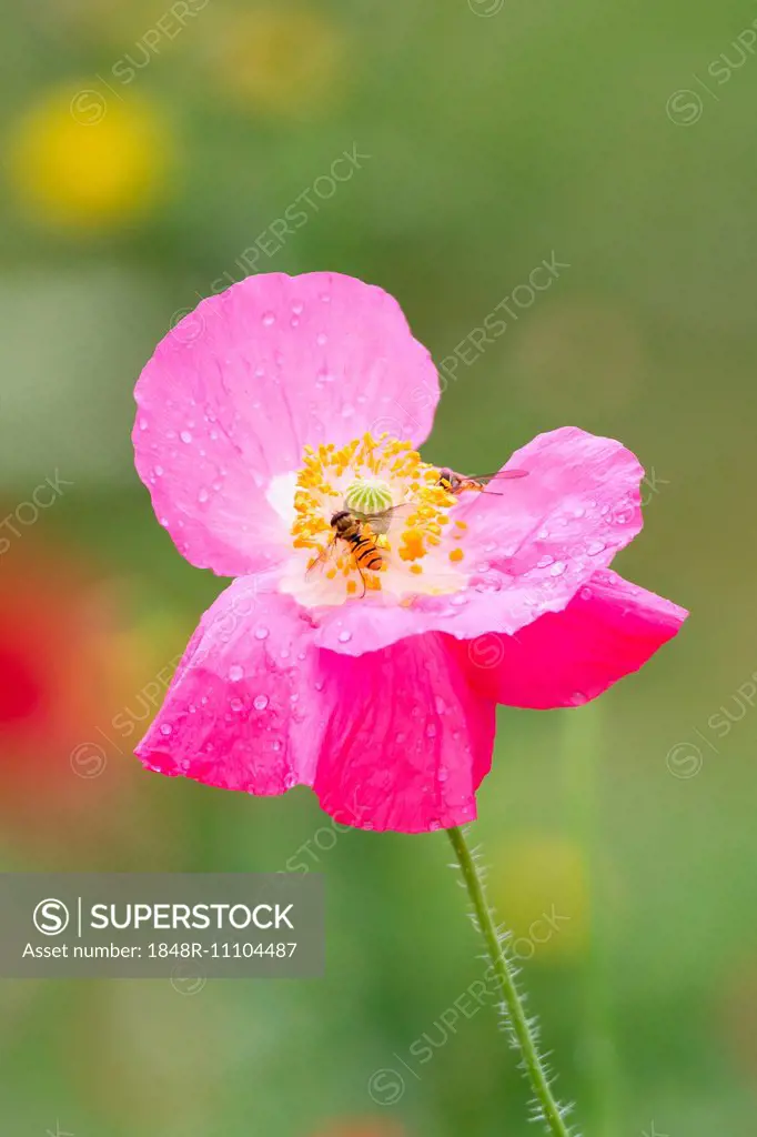 Comon Poppy flower (Papaver rhoeas), North Hesse, Hesse, Germany