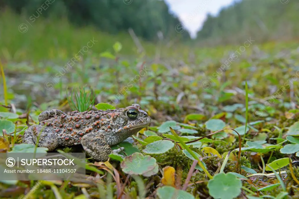 Natterjack toad (Bufo calamita), Emsland, Lower Saxony, Germany