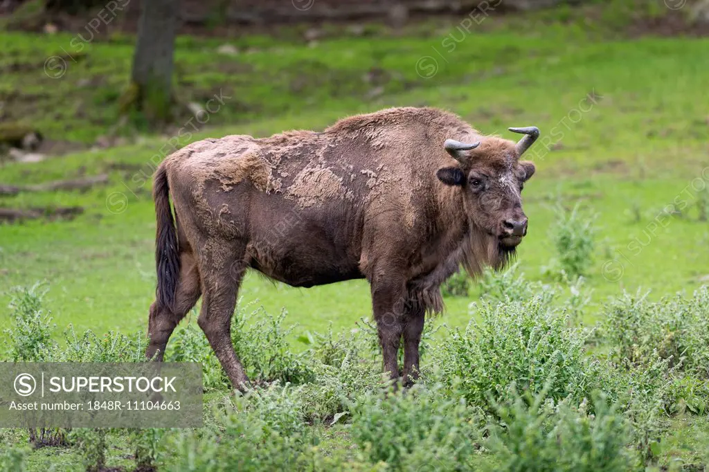 European Bison (Bison bonasus), Blekinge County, Sweden