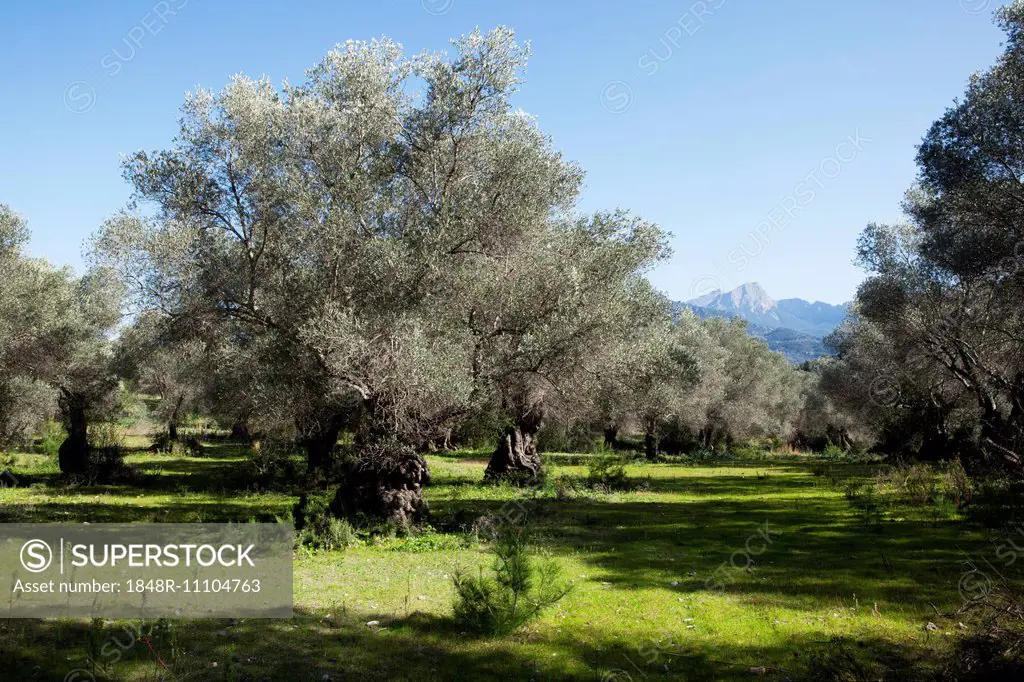 Olive grove, Olive trees (Olea europaea), Serra de Tramuntana, Majorca, Balearic Islands, Spain