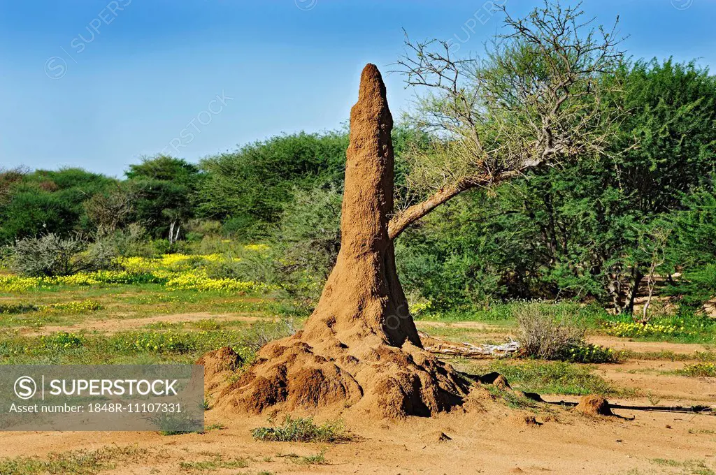 Termite mound, Erindi Game Reserve, Namibia