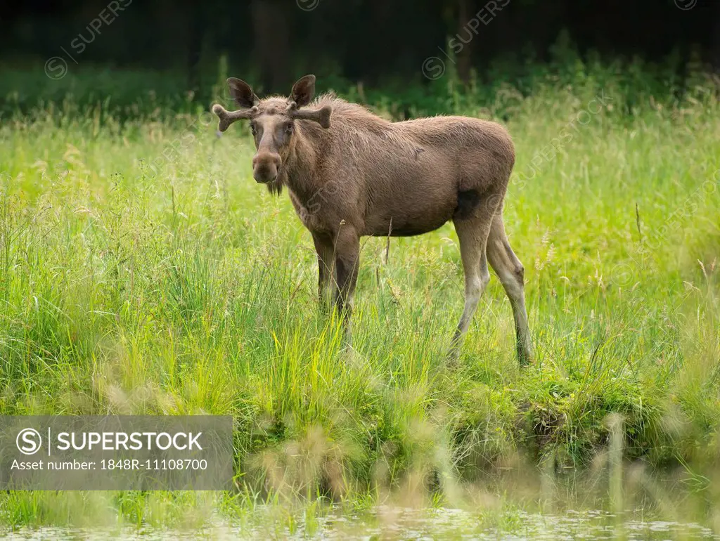 Eurasian Elk or Moose (Alces alces), young bull moose with antlers in velvet, captive, Lower Saxony, Germany