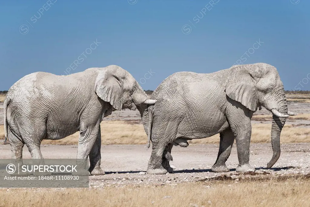 African Elephant (Loxodonta africana) bulls in front of Newbroni waterhole, Etosha National Park, Namibia