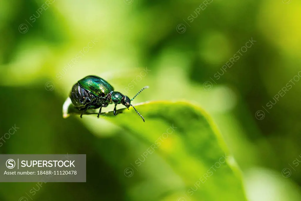 Green Dock Beetle (Gastrophysa viridula), female, abdomen full of eggs, Austria