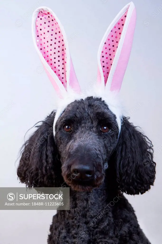 King Poodle dressed as an Easter bunny with pink bunny ears