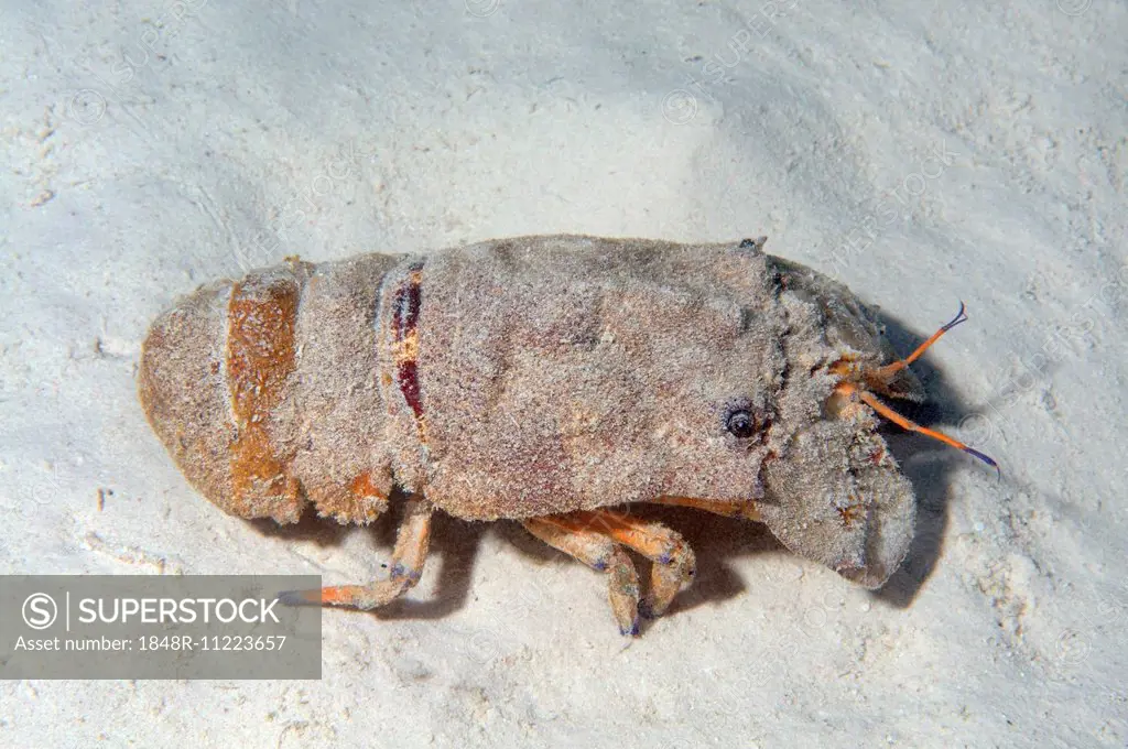 Mediterranean Slipper Lobster (Scyllarides latus), Red Sea, Egypt