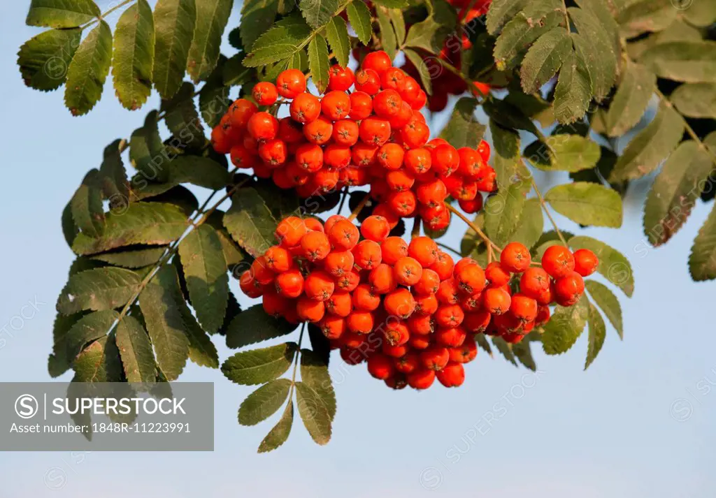 Rowan (Sorbus aucuparia), fruits and leaves, Thuringia, Germany