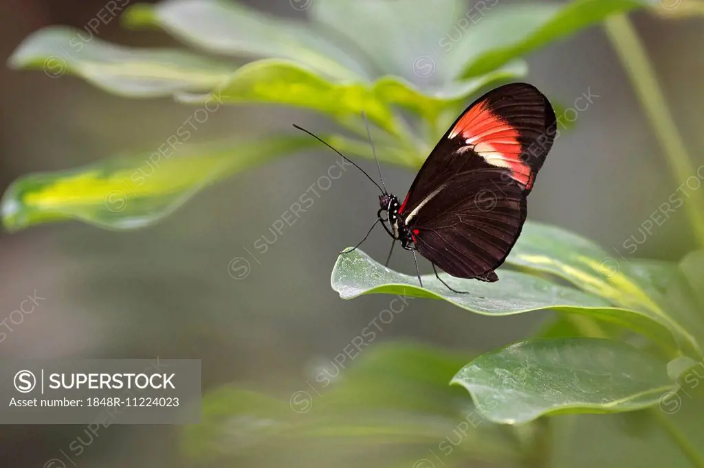 Postman Butterfly (Heliconius melpomene), native to Brazil, butterfly house, Forgaria nel Friuli, Udine province, Italy