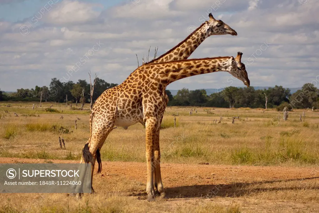 Two young Giraffes (Giraffa camelopardalis) standing side by side, South Luangwa, Zambia