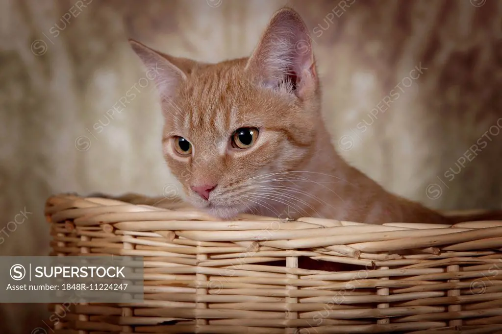 Red tabby domestic cat, circa 6 months, looking out of a basket