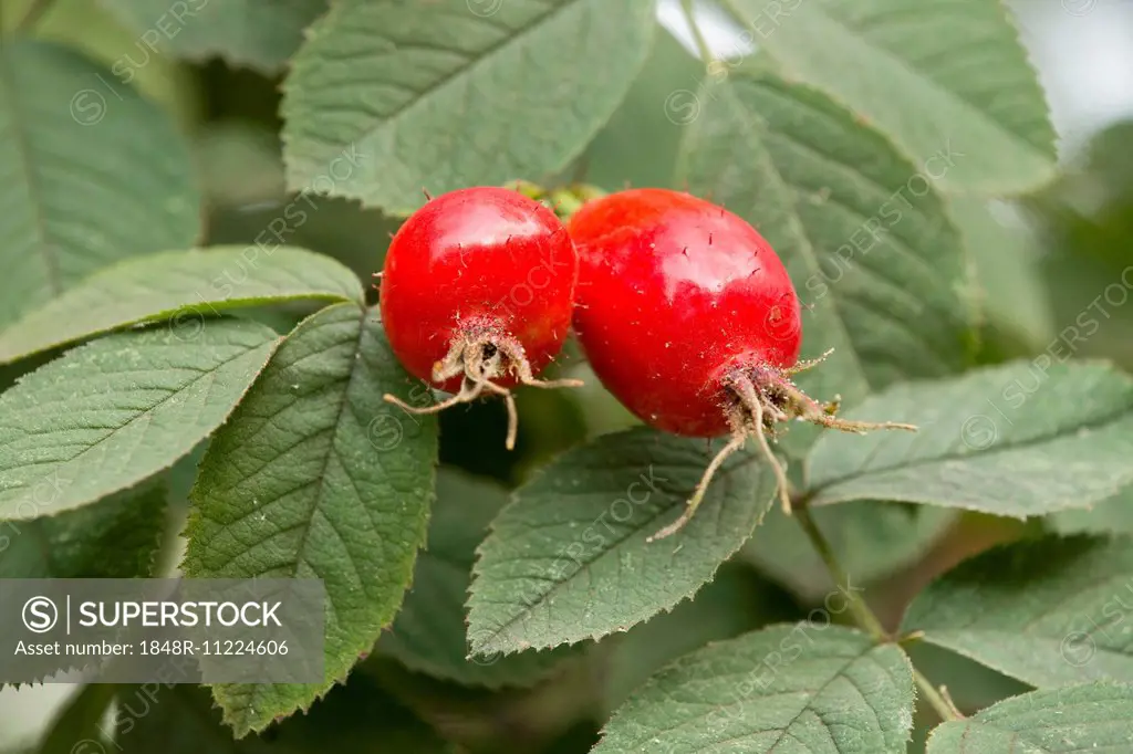 Rose hips and leaves, Apple Rose (Rosa villosa), Thuringia, Germany