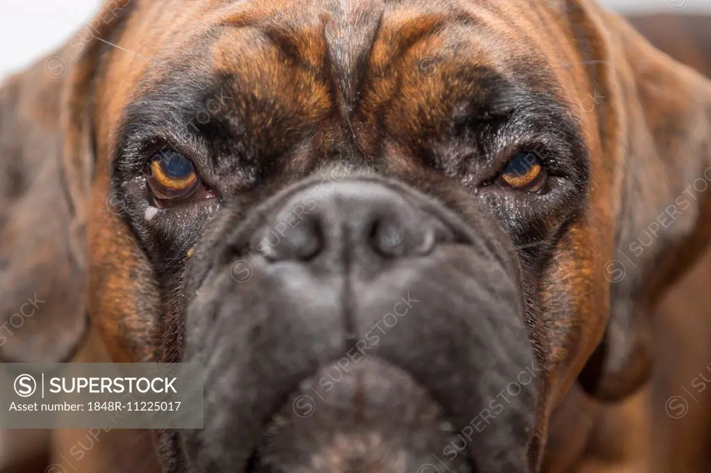 Young Boxer, dog, looking bored, portrait