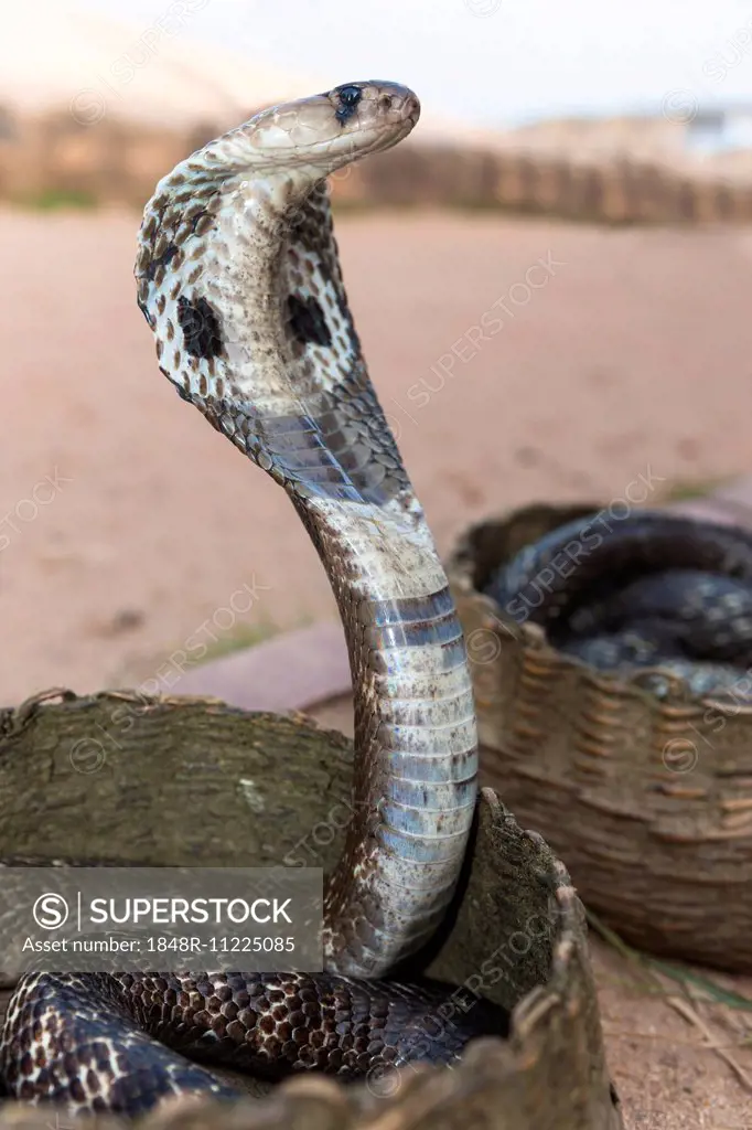 Indian Cobra, Asian Cobra or Spectacled Cobra (Naja naja), Pettigalawatta Region, Southern Province, Sri Lanka
