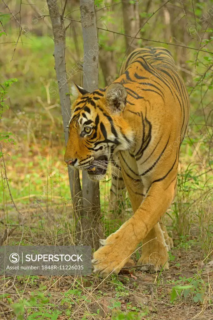 Bengal Tiger (Panthera tigris tigris) in the forest, Ranthambhore National Park, Sawai Madhopur, India