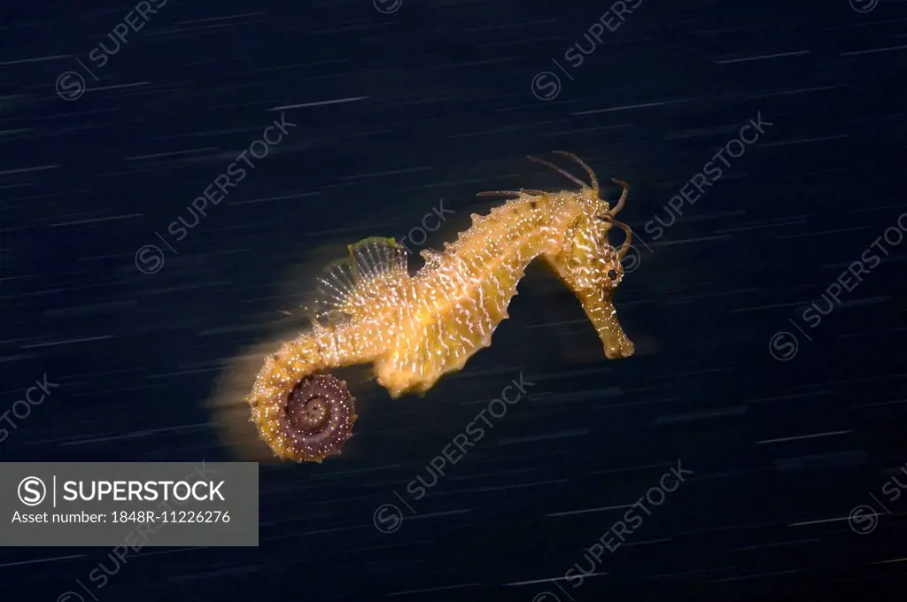 Short-snouted Seahorse (Hippocampus hippocampus) Black Sea, Crimea, Ukraine