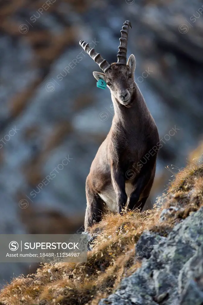 Alpine Ibex (Capra ibex), tagged animal, Oberbergtal Valley, Stubai Valley, Tyrol, Austria