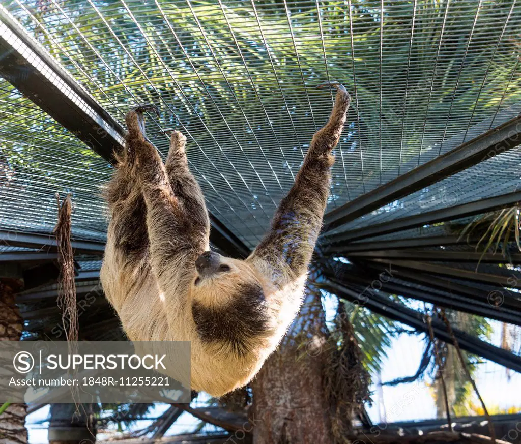 Linnaeus's two-toed sloth (Choloepus didactylus), captive