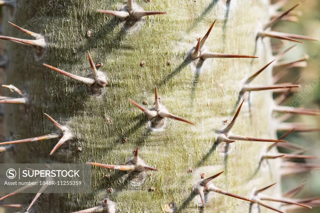 Cactus spines, close-up
