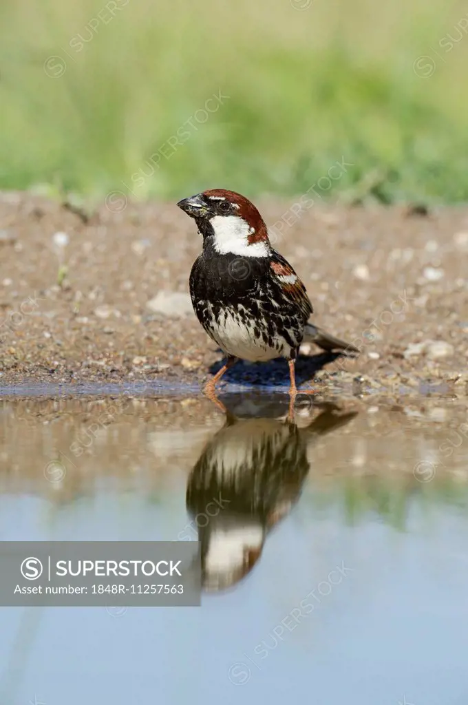 Spanish Sparrow or Willow Sparrow (Passer hispaniolensis), drinking, Rhodopes, Bulgaria