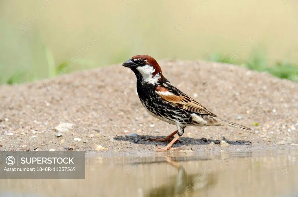 Spanish Sparrow or Willow Sparrow (Passer hispaniolensis), Rhodopes, Bulgaria