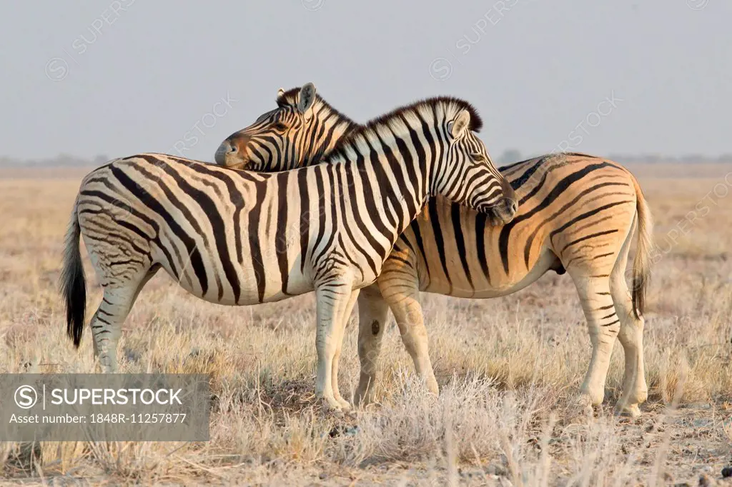 Two zebras (Equus quagga), Etosha National Park, Namibia