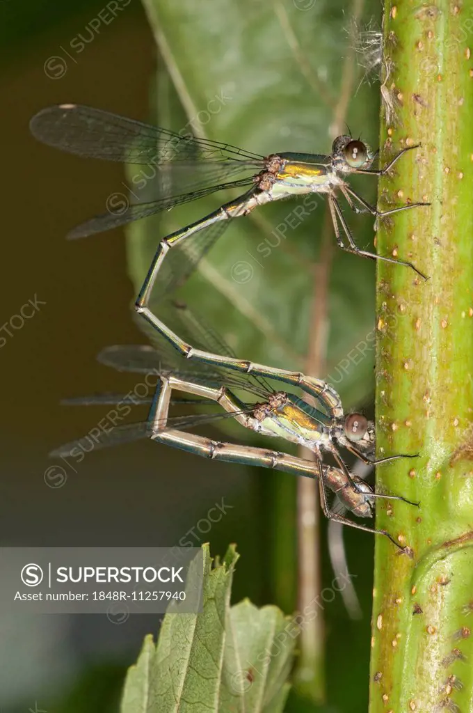Willow Emerald Damselflies (Chalcolestes viridis), young couple laying eggs on an Alder, Abtsgmuend, Baden-Württemberg, Germany