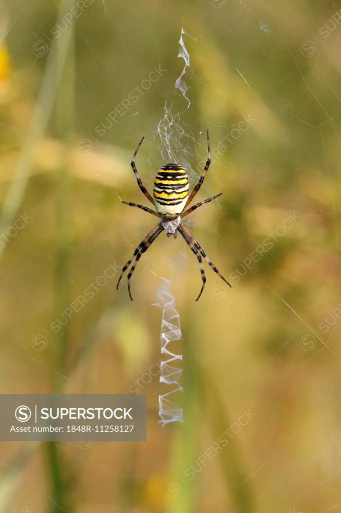Wasp Spider or Zebra Spider (Argiope bruennichi), female sitting in a web, North Rhine-Westphalia, Germany
