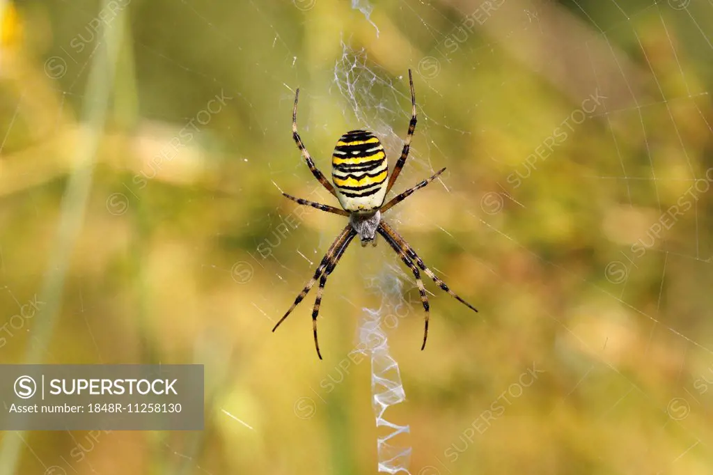 Wasp Spider or Zebra Spider (Argiope bruennichi), female sitting in a web, North Rhine-Westphalia, Germany