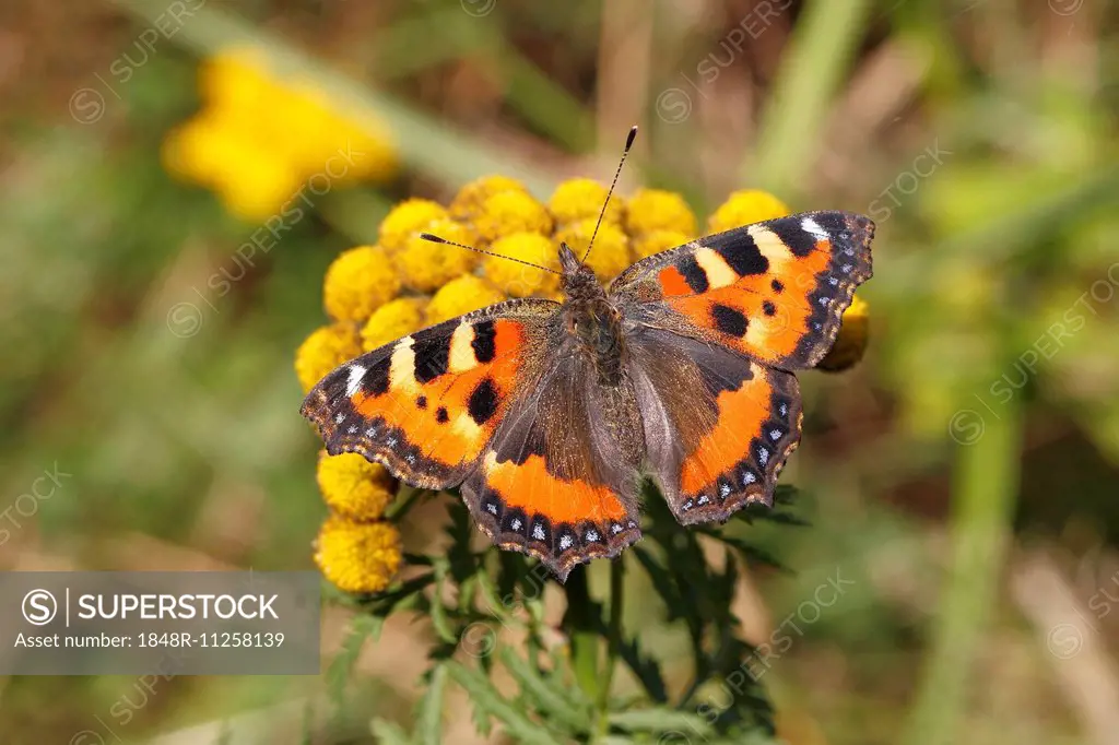 Small Tortoiseshell (Aglais urticae) butterfly with open wings, North Rhine-Westphalia, Germany