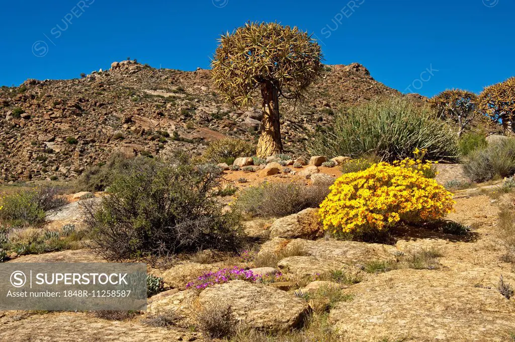 Quiver Tree or Kokerboom (Aloe dichotoma) and Skaapbos Shrub, African Daisy, South African Daisy or Cape Daisy (Tripteris oppositifolia), Goegap Natur...