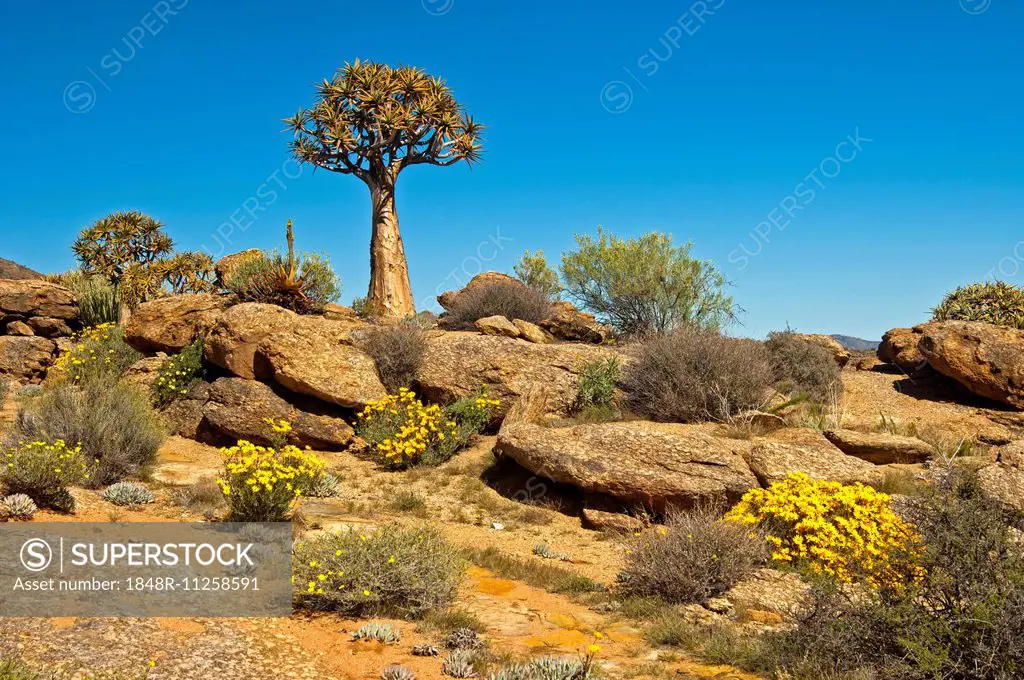 Quiver Tree or Kokerboom (Aloe dichotoma) and Skaapbos Shrub, African Daisy, South African Daisy or Cape Daisy (Tripteris oppositifolia), Goegap Natur...