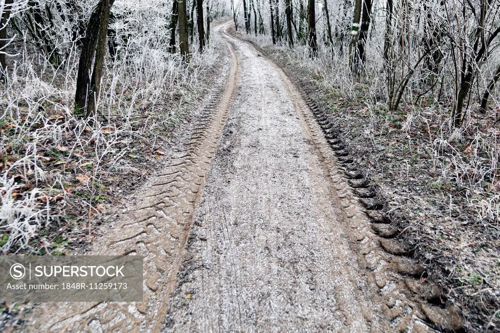 Dirt road with hoar frost, Waschberg, Leitzersdorf, Weinviertel or Wine Quarter, Lower Austria, Austria
