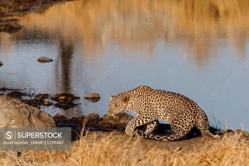Leopard (Panthera Pardus), waterhole, Etosha National Park, Namibia