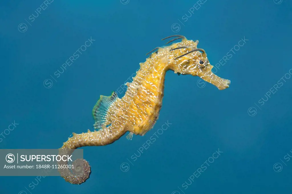 Short-snouted Seahorse (Hippocampus hippocampus), Black Sea, Crimea, Ukraine