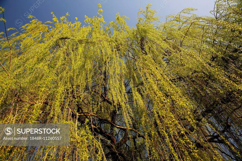 Weeping Willow (Salix babylonica), pendulous branchlets in spring, North Rhine-Westphalia, Germany